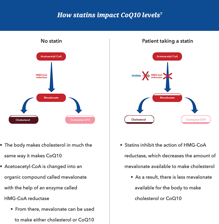 Ubiquinol replenishes CoQ10 levels depleted by certain cholesterollowering medications Ubiquinol